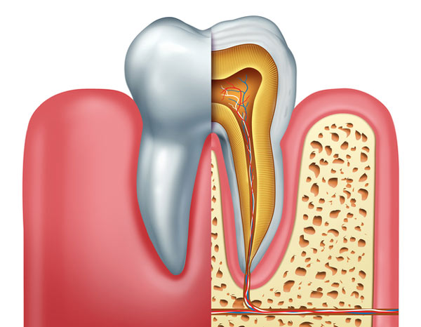 Diagram of tooth showing tooth root at Cascade Dental in Medford, OR